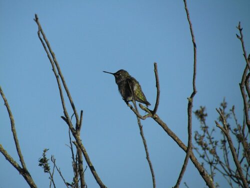 iNaturalist observation photo of Anna's Hummingbird