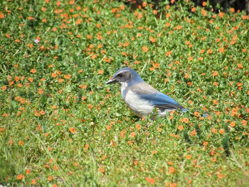 iNaturalist observation photo of California Scrub-Jay