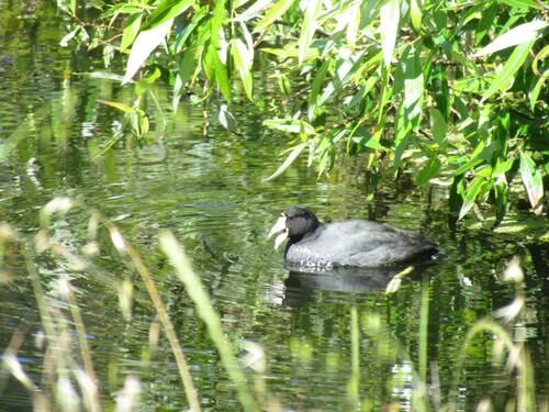 iNaturalist observation photo of American Coot