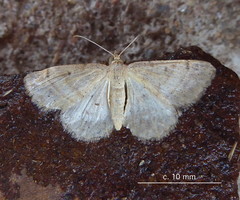 Chiasmia inconspicua