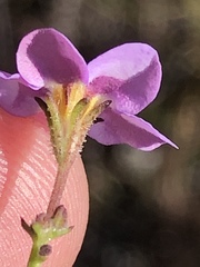 Chaenostoma subnudum