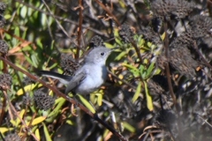 Polioptila californica