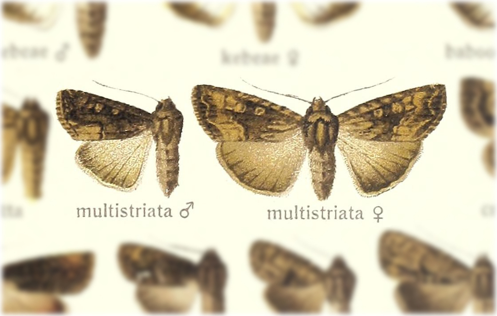 Dipterygina multistriata
