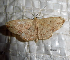 Scopula pulchellata