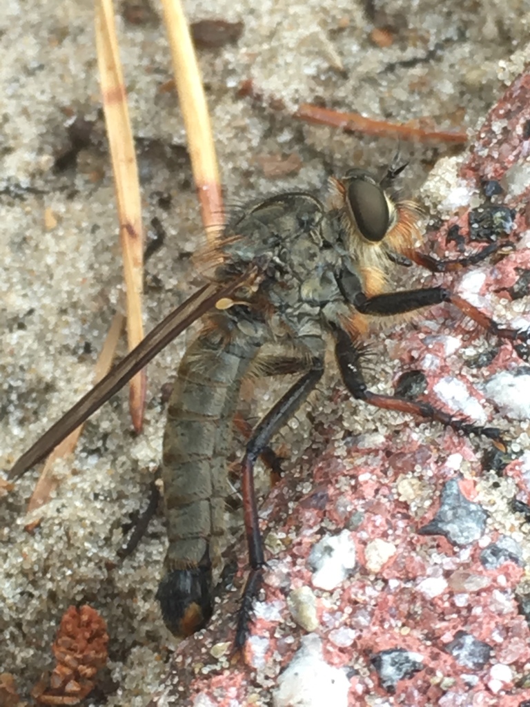 Antipalus