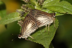 Callimormus radiola radiola