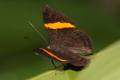 Crocozona pheretima