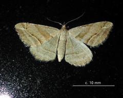 Chiasmia furcata