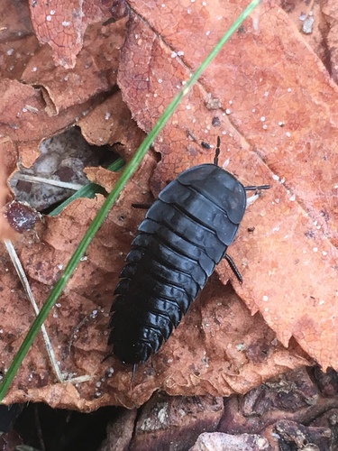 Silpha carinata, photo 5 of 10