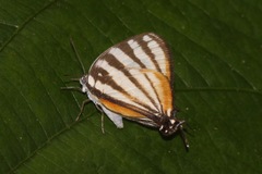Arawacus lincoides