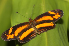 Castilia eranites