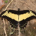 Mariposa Cometa de Banda Amarilla Oriental - Photo (c) Tom Horton, algunos derechos reservados (CC BY-NC), subido por Tom Horton
