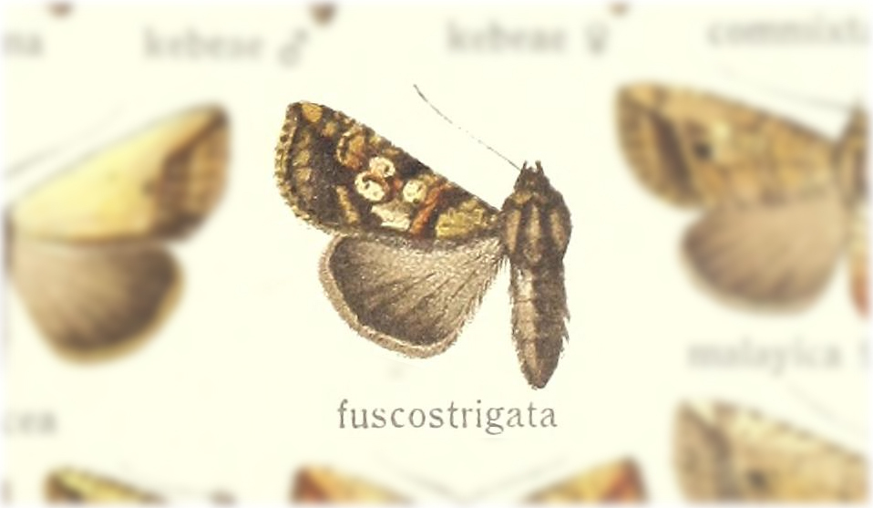 Bagada fuscostrigata