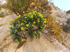 Coronilla