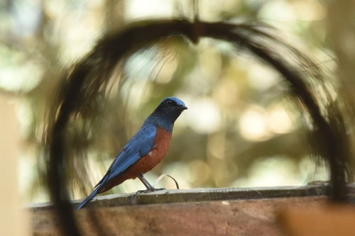 Chestnut-bellied Rock Thrush (Monticola rufiventris), photo 10