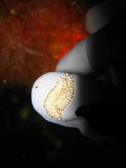 Prostheceraeus crozieri