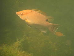 Lachnolaimus maximus