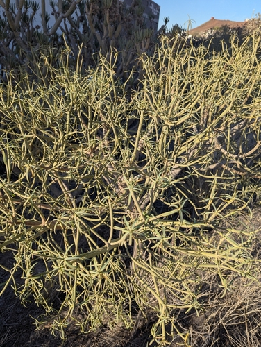 Image of Euphorbia lamarckii by no rights reserved