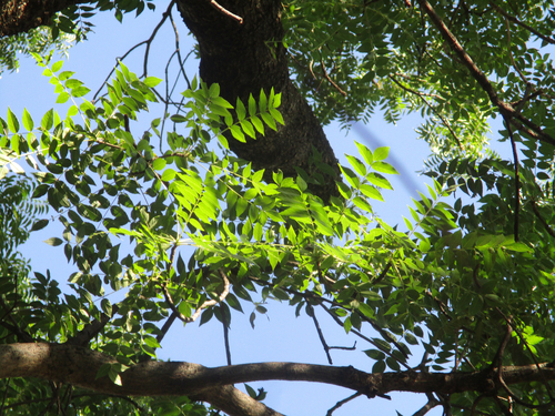 Foto de Mopane