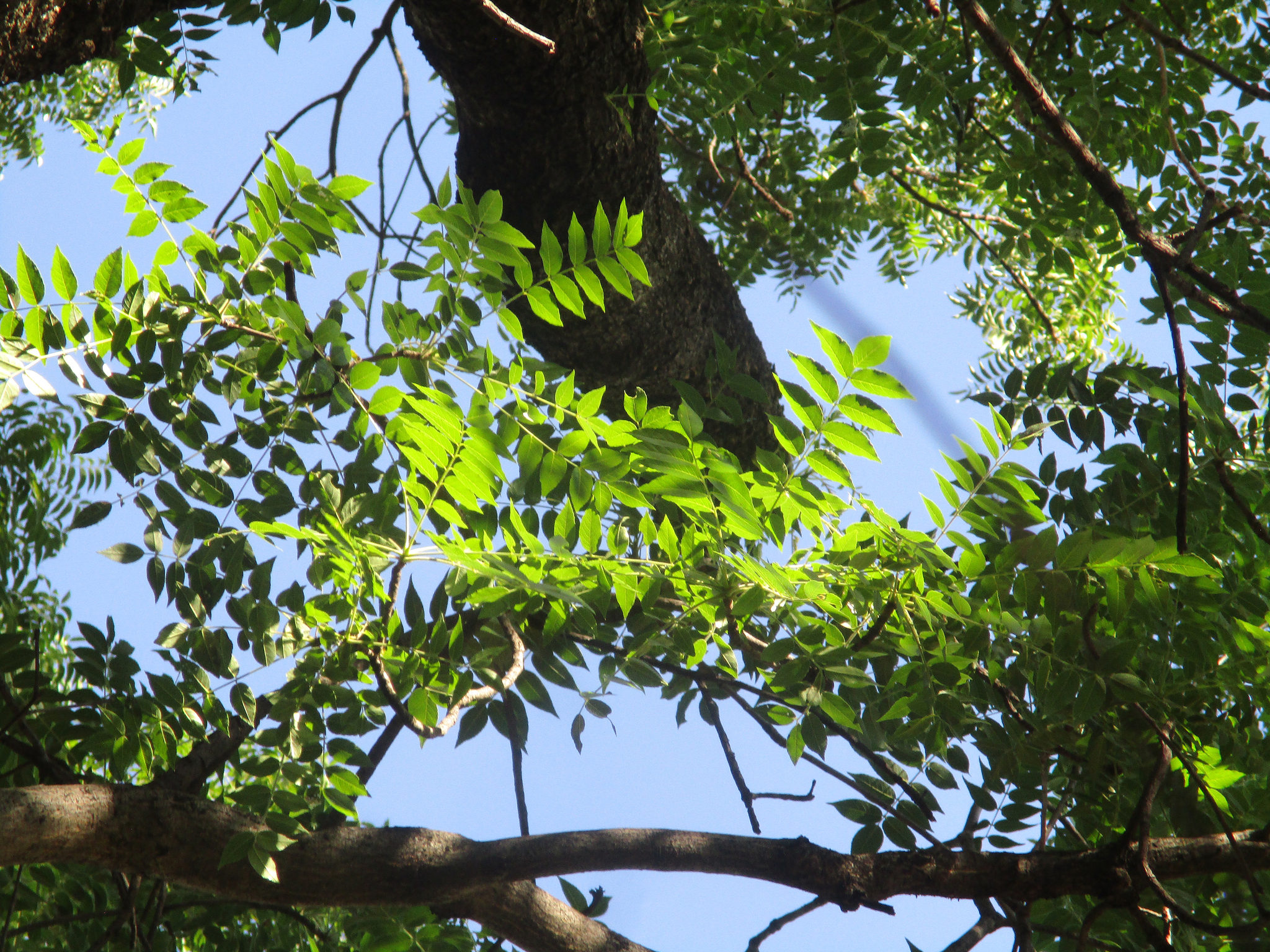 Imagem de Mopane