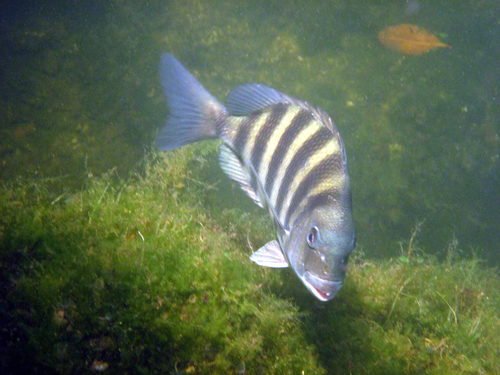 Sheepshead