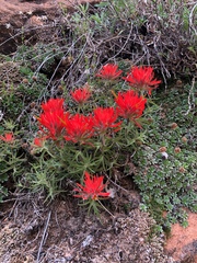 Castilleja scabrida scabrida