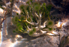 Image of Cymopolia barbata