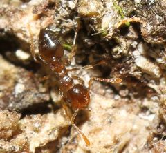 Crematogaster natalensis dulcis