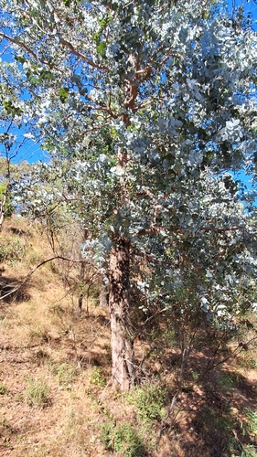 Foto de Eucalipto-prateado