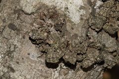 Crematogaster natalensis dulcis