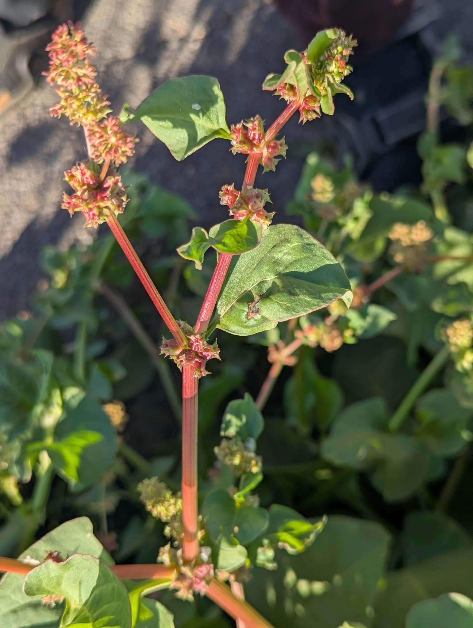 Rumex spinosus