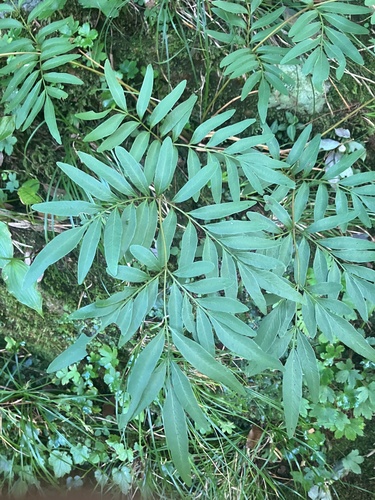 Osmunda lancea iNat (3)