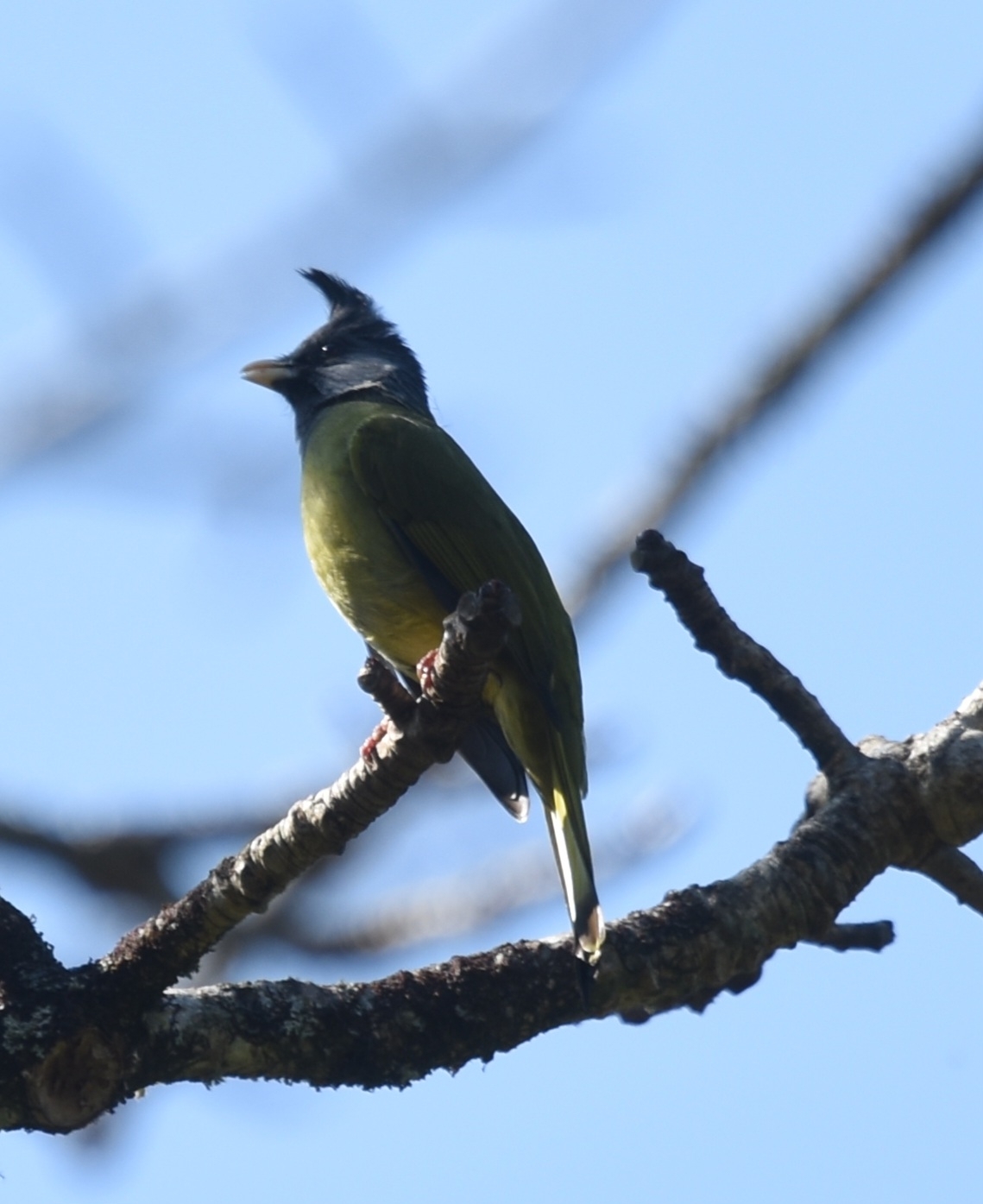 Crested Finchbill (Spizixos canifrons), photo 6