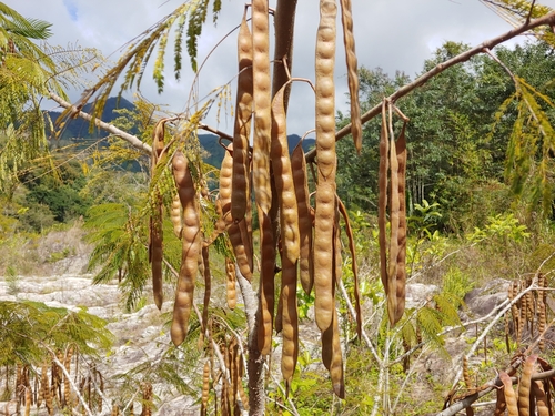 Anadenanthera peregrina