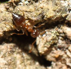 Crematogaster natalensis dulcis