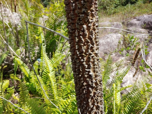 Anadenanthera peregrina, photograph 1