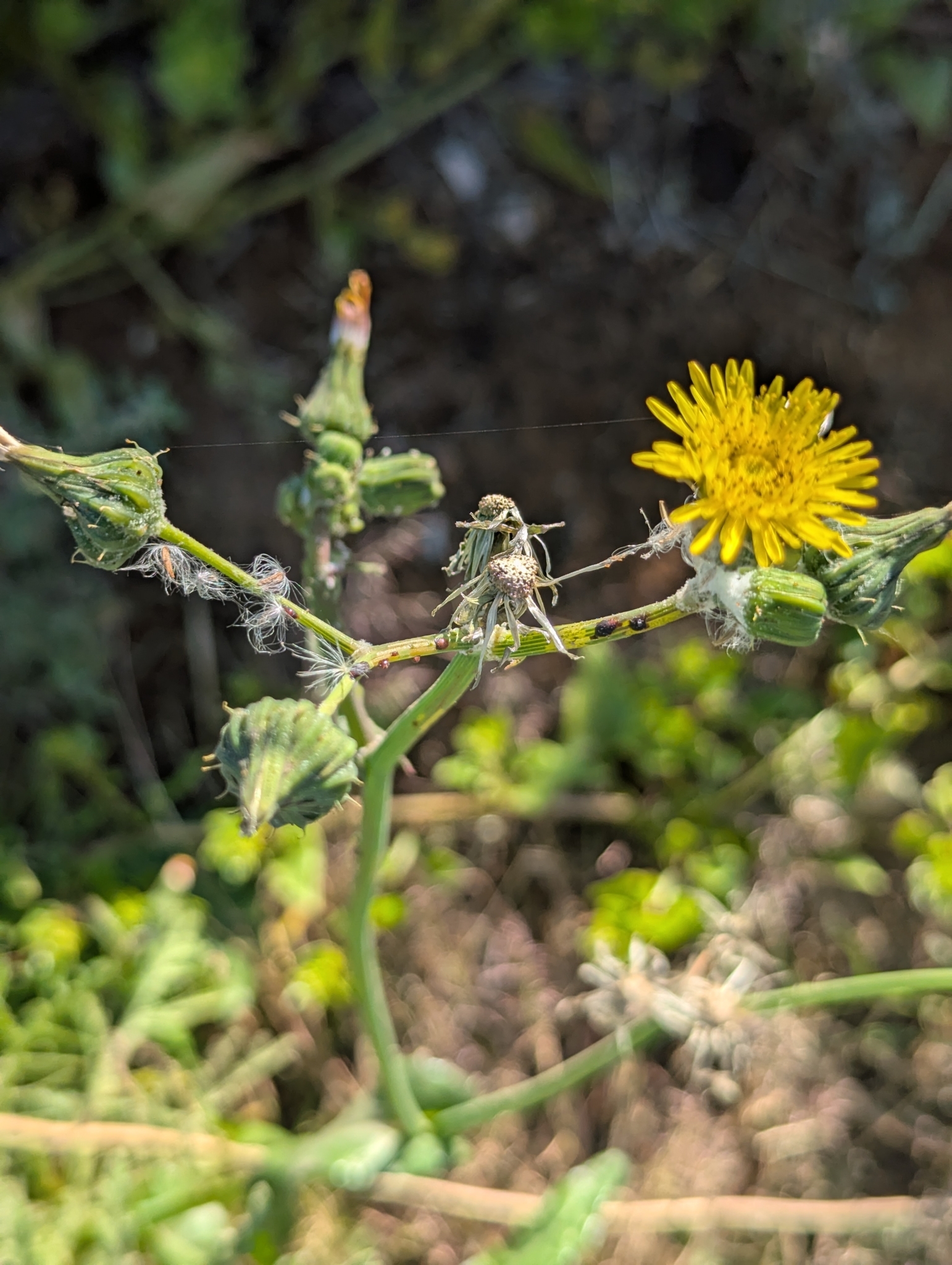 Chicoria
