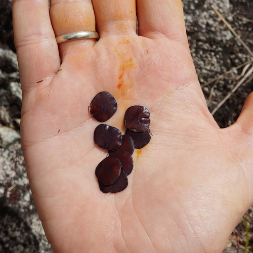 Anadenanthera peregrina, photograph 3