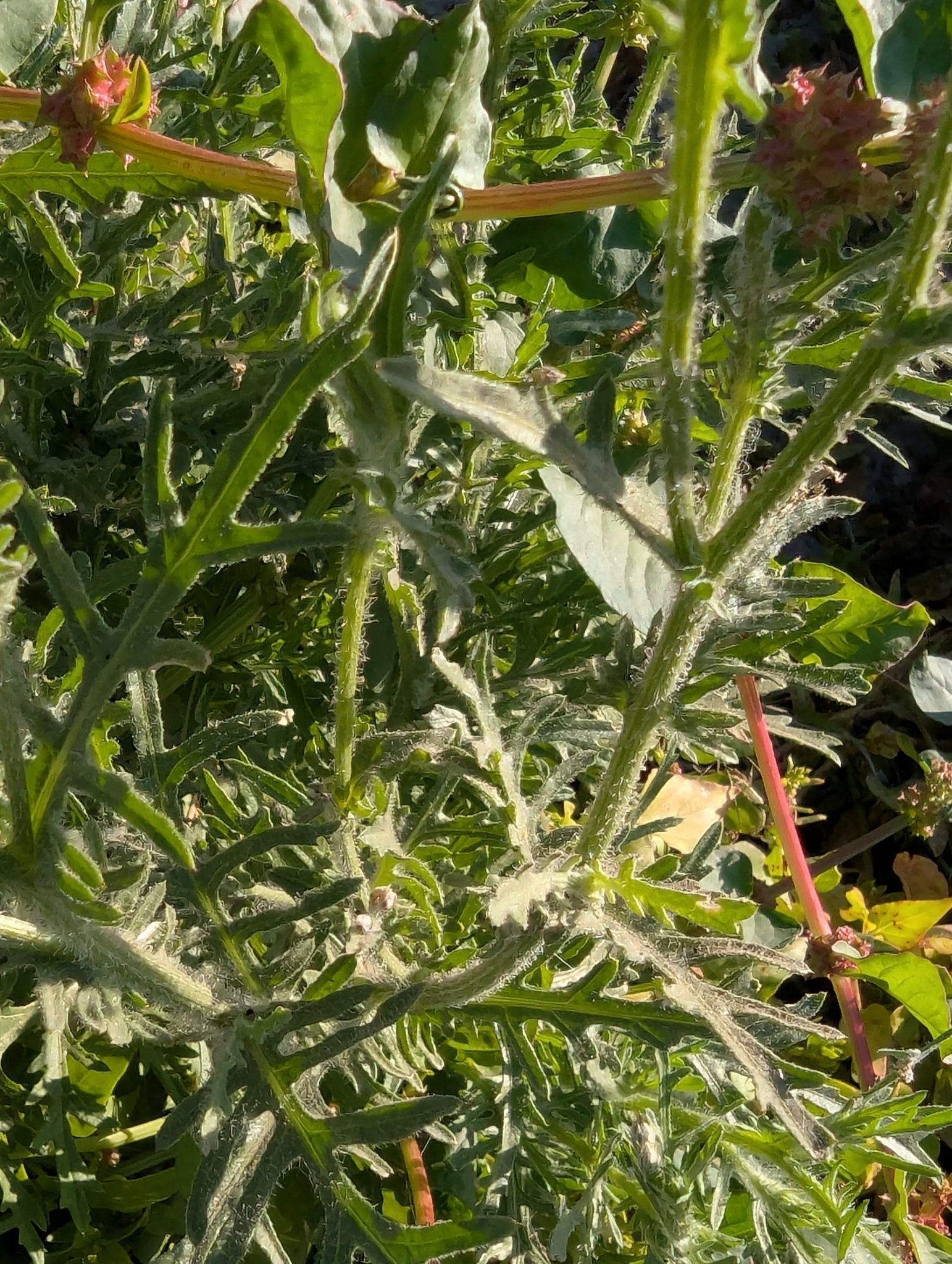 Cardomanso de burro