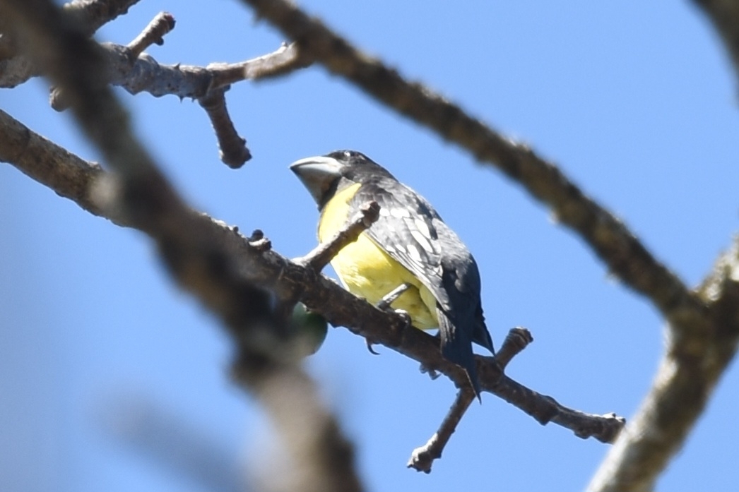 Spot-winged Grosbeak