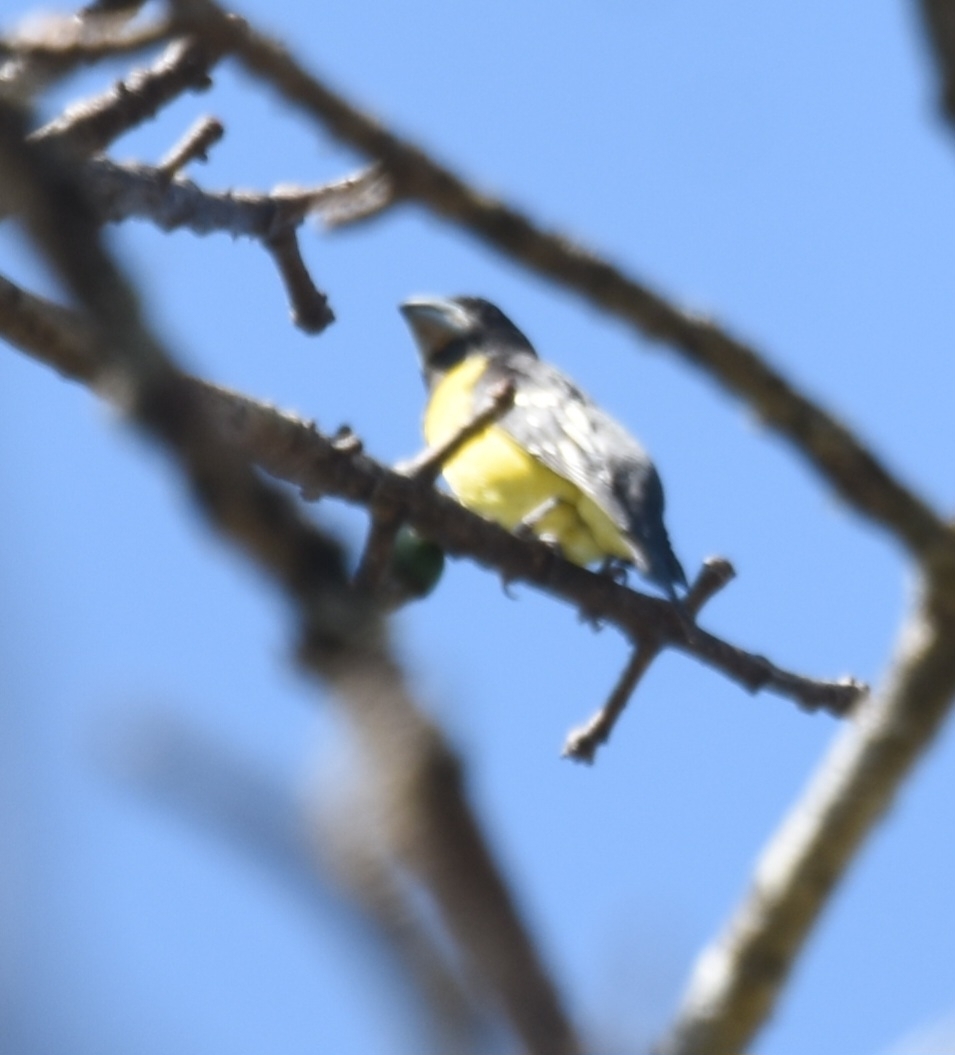 Spot-winged Grosbeak