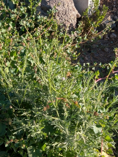 Image of Desert knapweed by no rights reserved