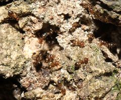 Crematogaster natalensis dulcis