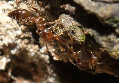 Crematogaster natalensis dulcis