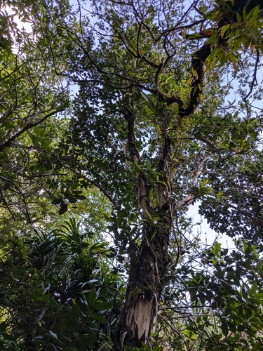 Foto de Louro