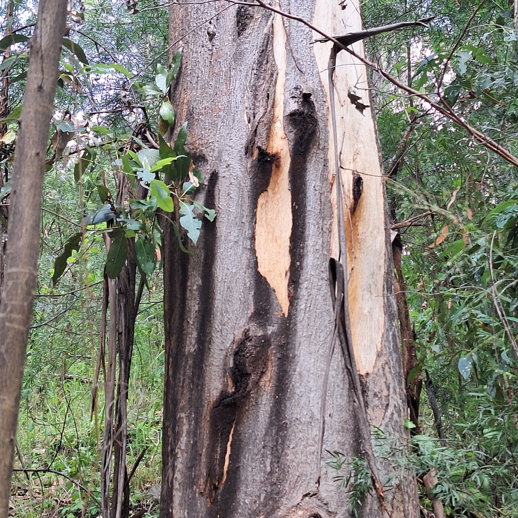Eucalyptus propinqua - council-listed tree