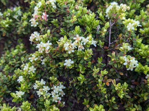Myrtella