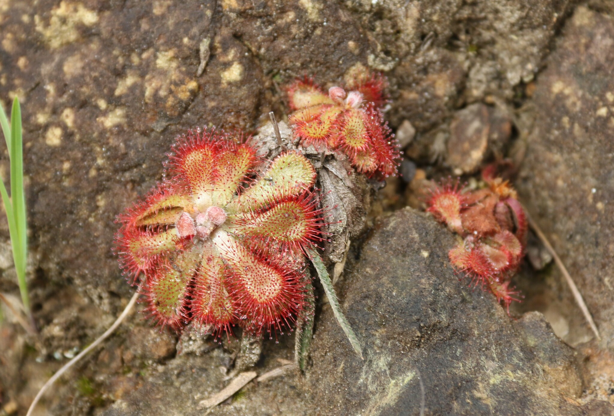 Imagem de Drosera natalensis é conhecida popularmente como "droséra"