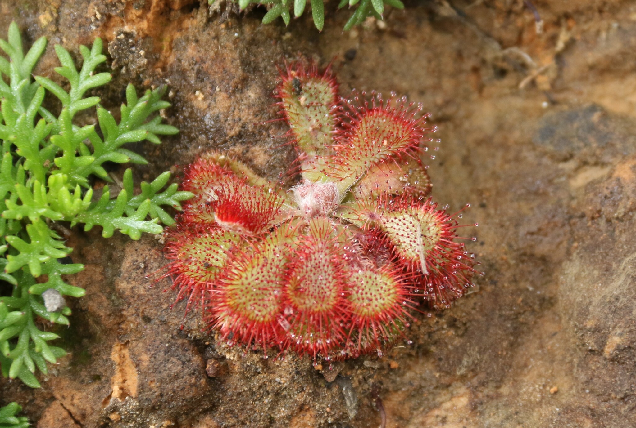 Imagem de Drosera natalensis é conhecida popularmente como "droséra"