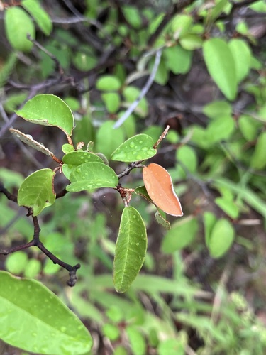Croton pseudopulchellus, photograph 5